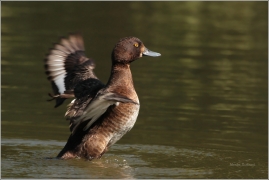 <p>Polák chocholačka (Aythya fuligula) –--- /Tufted duck – Reiherente/</p>